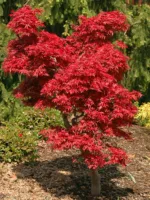 Javor Acer palmatum 'Shaina'