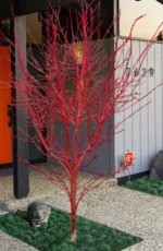 Javor Acer palmatum 'Sango-kaku' - Slika 5