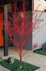 Javor Acer palmatum 'Sango-kaku' - Slika 4