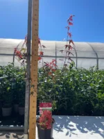 Javor Acer palmatum 'Shaina' - Slika 5