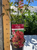 Javor Acer palmatum 'Shaina' - Slika 3