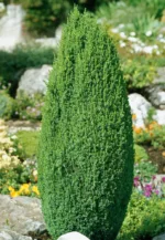 Brin Juniperus 'Compressa'