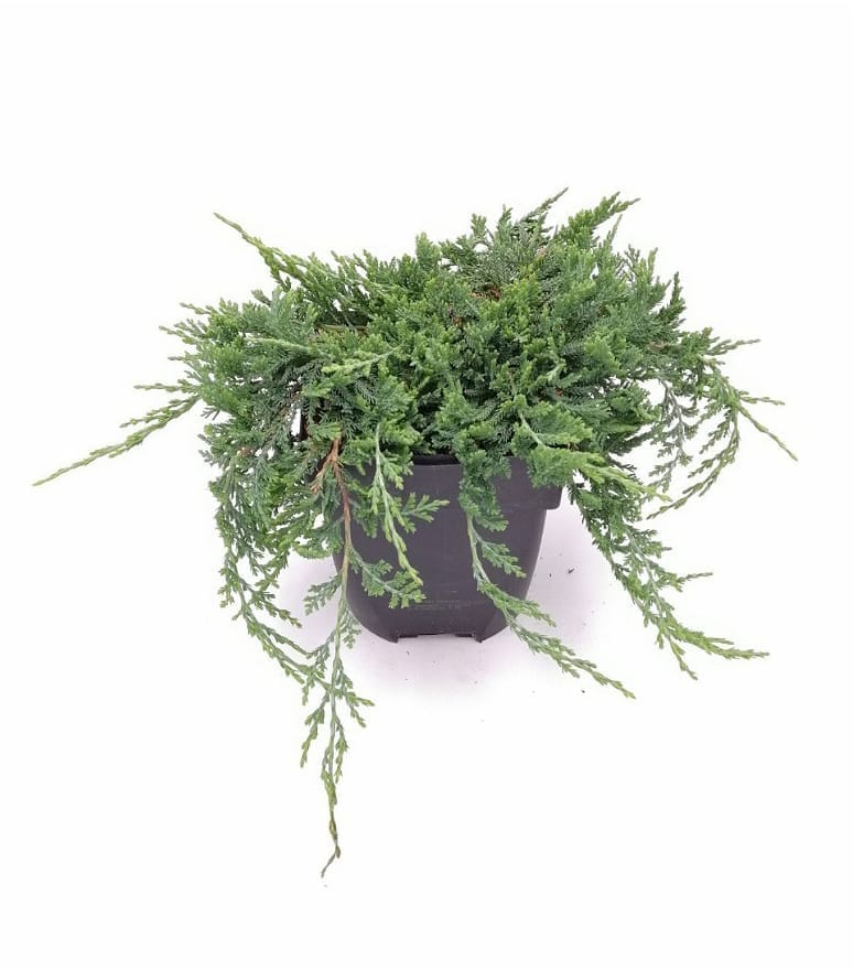 juniperus-horizontalis-wiltonii Brin pokrovni 'Wiltonii' C1 - slika 1