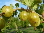 Stachelbeere 'Hinnonmäki Gul'