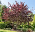 Leska Corylus avellana 'Red Majestic'