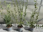 Liguster – Ligustrum vulgare 'Atrovirens' - Slika 2