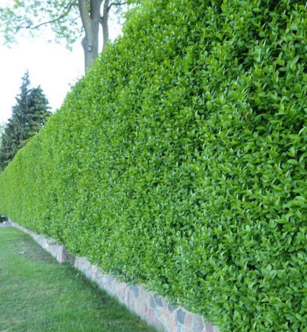 ligustrum-atrovirens- Liguster – Ligustrum vulgare 'Atrovirens' - Slika 1