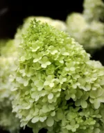 Hortenzija paniculata 'Limelight'
