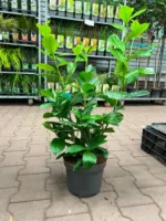 Lorbeer 'Novita' Höhe: 60–80 cm – Bild 2