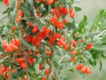 Goji Berry No1 Lifeberry