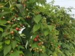 Himbeer, zweimal geboren 'Clarita' – Bild 2