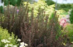 Butterblume 'Physocarpus opulifolius 'Tiny Wine'