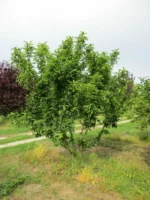 Neapel 'Westerveld – Bild 2