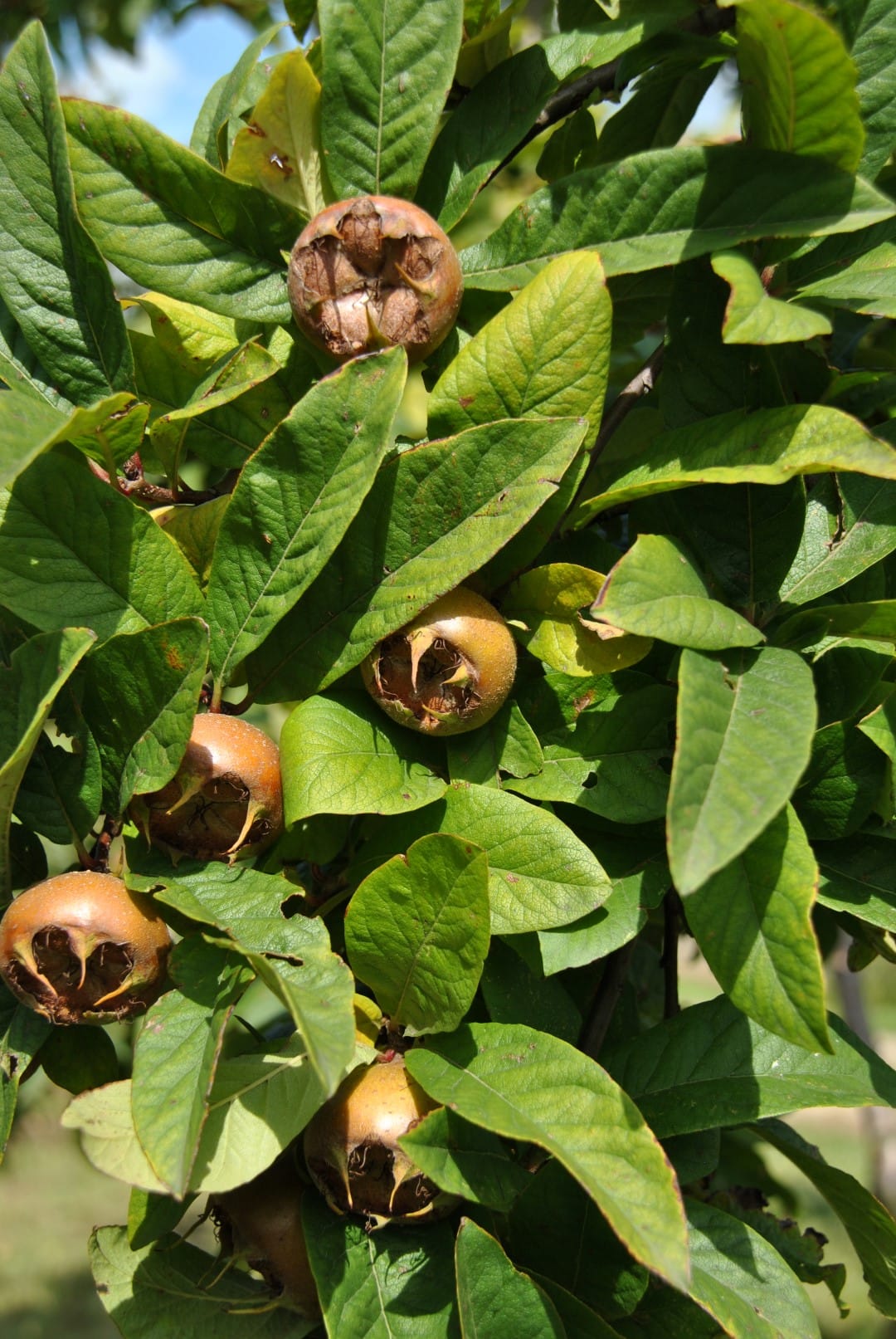 mespilus_germanica_westerveld Neapel 'Westerveld – Bild 1