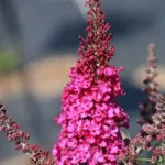 Metuljnik Summer Bird Raspberry - slika 2