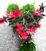 Lychnis haageana 'Rastopljena lava' - Slika 2