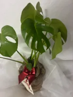 Monstera deliciosa Tauerii - Slika 15