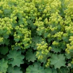 Plahtica Alchemilla xanthochlora - slika 2