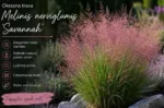 Ukrasna trava 'Savannah'