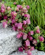 Oregano Zierling