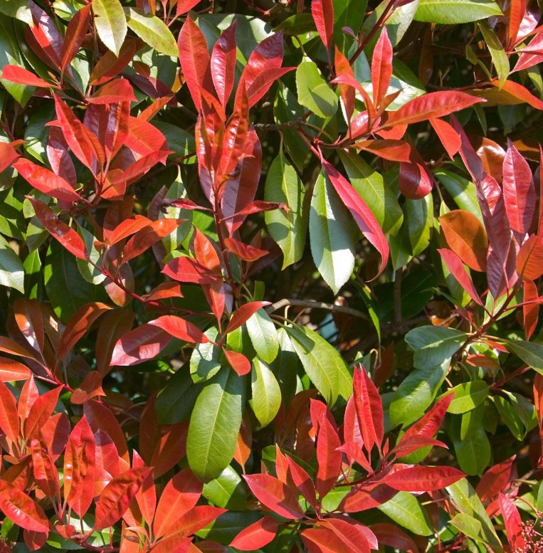 photinia-carre-rouge-ziva-meja Fotinija 'Carre Rouge' 60 cm - slika 1