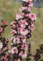 Butterblume 'Physocarpus opulifolius 'Tiny Wine' – Bild 2