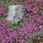 Zitronenthymian 'Goldy' – Bild 3