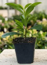 Lorbeer 'Genolia', Höhe 10–20 cm – Bild 3