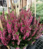 Herbstheide 'Beauty Lady' - rot – Bild 3