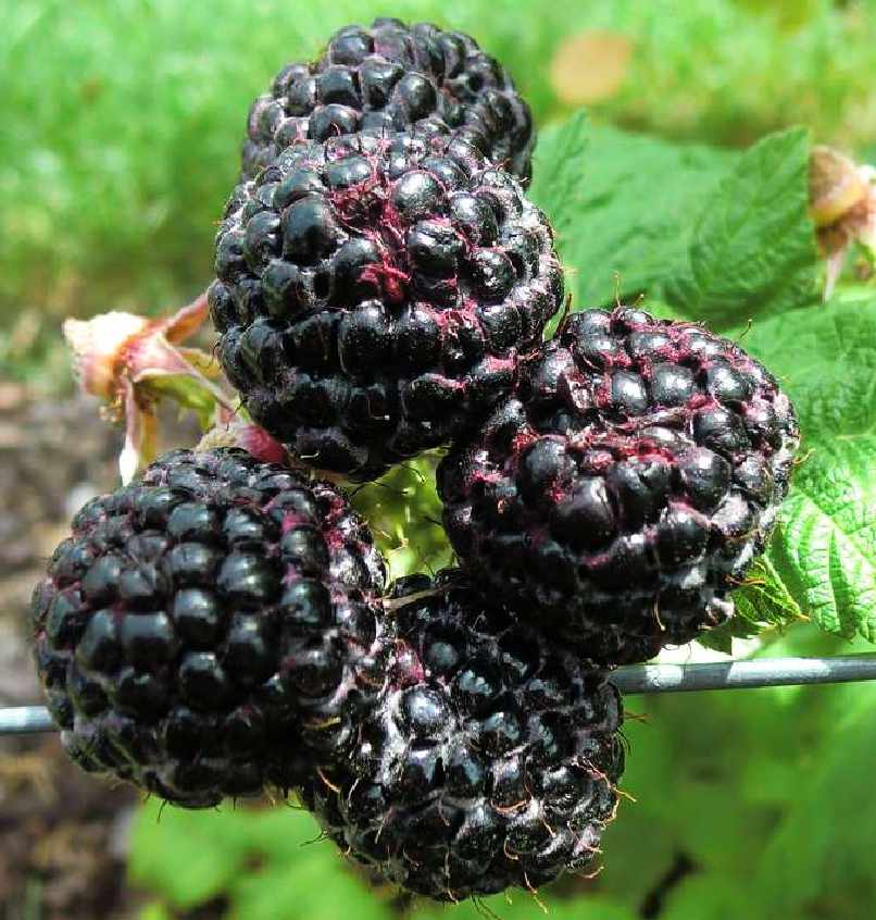 rubus-idaeus-heban Malina crna juwel crna - Slika 1