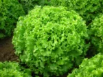 Gentile Salat (Rosette) – Bild 4
