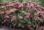 Hermelika 'Matrona' – Sedum 'Matrona'