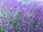 Lavender Hidcote S. 10