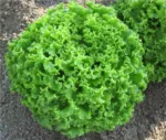 Gentile Salat (Rosette) – Bild 2