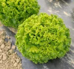 Gentile Salat (Rosette)