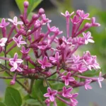 Spanische Holunderbeere 'Bloomerang Purple'