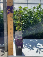 Srobot – Clematis ‘The President’ - slika 2