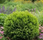 Klek kroglasti- Thuja occidentalis Danica