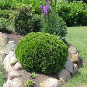 Thuja occidentalis ‘Mecki’