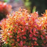 Češmin - Berberis thunbergii 'Admiration'