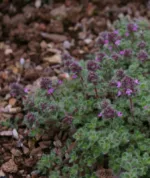 Plazeči timijan 'Creeping Red' - slika 5