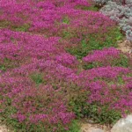 Plazeči timijan 'Creeping Red'