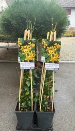 Trachelospermum jasminoides 'Zvijezda Toskane' - Slika 2