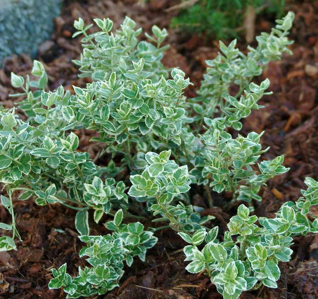 trdoleska-euonymus-emerald-gaiety Trdoleska plazeča Emerald Gaiety - slika 1