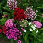 Türkische Nelke 'Barbarini Mix'
