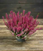 Herbstheide 'Beauty Lady' - rot
