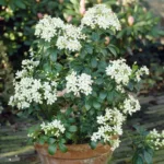 Dreiblättrige Orange – Choisya 'White Dazzler' – Bild 2