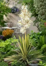 Yucca filamentosa 'Color Guard'