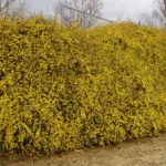 Zimski jasmin - jasminum nudiflorum - Slika 2