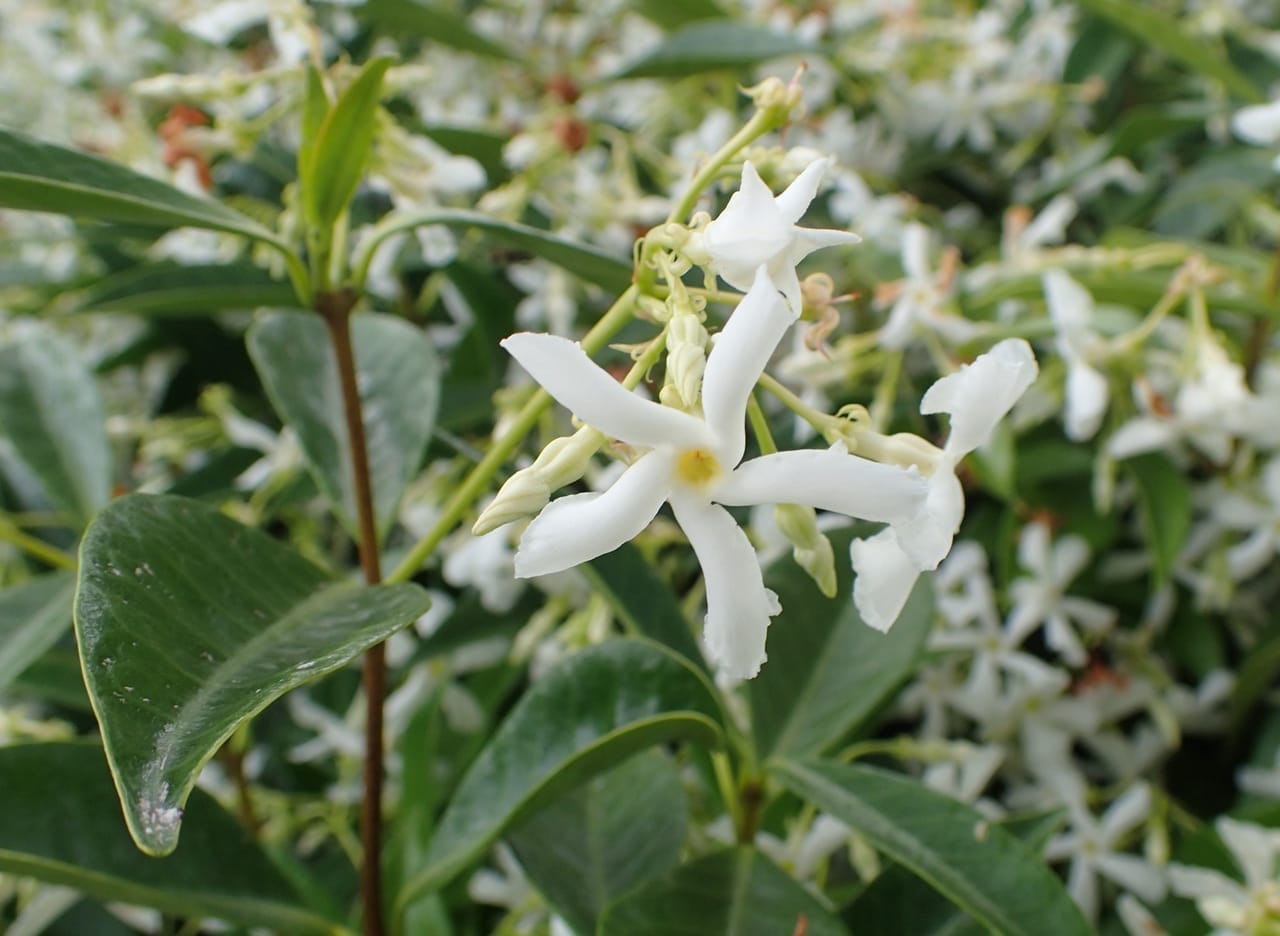 zvezdasti-jasmin Zvezdasti jasmin - slika 1